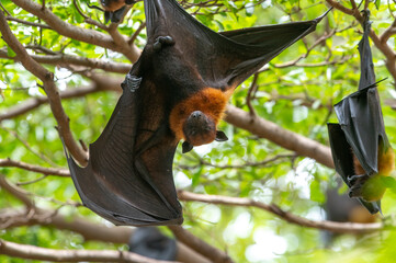 A bat is hanging upside down on a branch  (Lyle's flying fox)