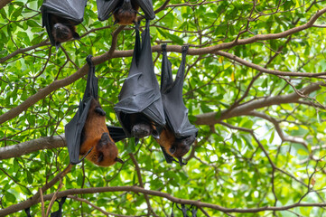 A bat is hanging upside down on a branch  (Lyle's flying fox) - 646806249
