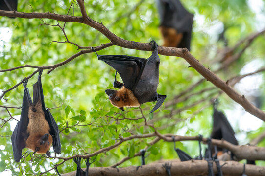 A bat is hanging upside down on a branch  (Lyle's flying fox)