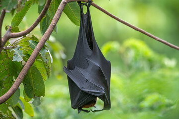 A bat is hanging upside down on a branch  (Lyle's flying fox)