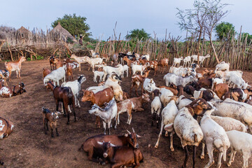 Goats in a village of Hamer tribe near Turmi, Ethiopia