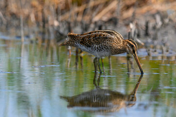 Beautiful nature scene with Common snipe (Gallinago gallinago).