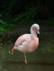 In profile portrait of a Chilean flamingo. (Phoenicopterus chilensis)