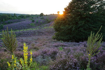 Colorful scenery at sunset with flowering heather in August on the hills of the Posbank  in National Park Veluwezoom, Rheden, Gelderland, Netherlands