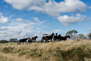 Herd of Australian Wild horses / brumbies on a grassy hill