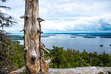 Beautiful landscape view to Lake Pielinen from the The Ukko-Koli hill, Koli National Park, North Karelia, Finland on a sunny summer day. Foreground deadwood, dried tree.