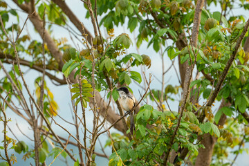 a long tailed shrike calling for other friends