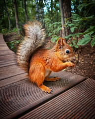 Full portrait of one squirrel animal  with slender body with very long bushy tail and large dark black eyes with soft and silky fur of brown orange colour sitting on pathway in park and eating