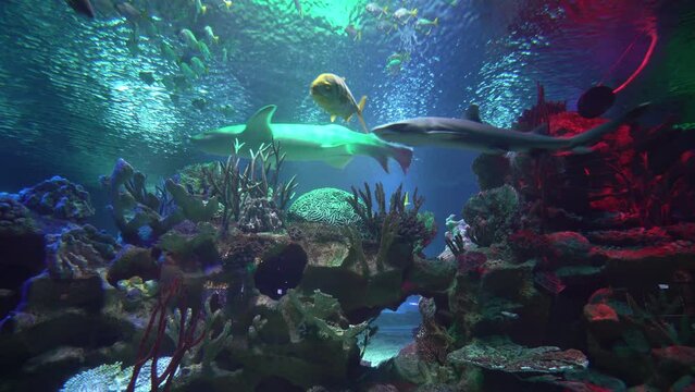 Colorful tropical coral reef aquarium fish and two sharks underwater scene. Blue and yellow fish in transparent aquarium with neon light. Exotic marine animals. Wild ocean life concept. Red sea animal