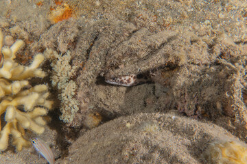Starfish On the seabed in the Red Sea, Eilat Israel
