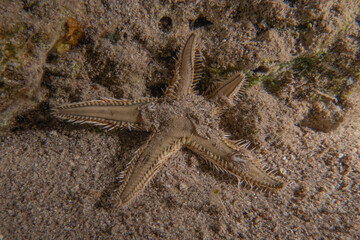 Starfish On the seabed in the Red Sea, Eilat Israel
