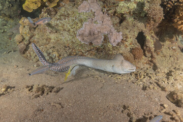 Moray eel Mooray lycodontis undulatus in the Red Sea, Eilat Israel
