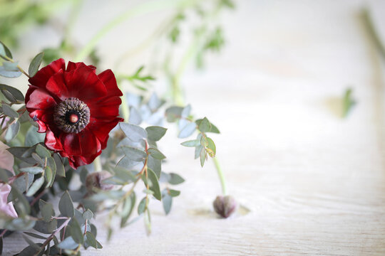 red ranunculus flower on white background