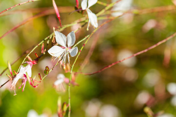 white gaura butterfly bush flower in sunlight with copy space