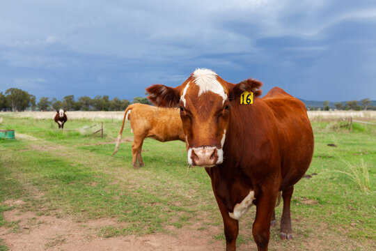 Beef cow standing in green farm paddock with more rain incoming - stormy raincloud sky