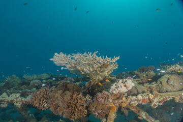 Coral reef and water plants in the Red Sea, Eilat Israel
