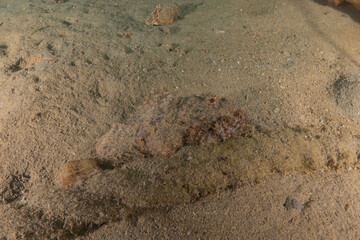 Fish swimming in the Red Sea, colorful fish, Eilat Israel
