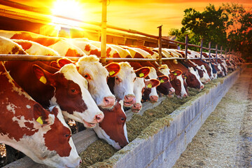 Dairy farm - feeding cows in outdoor cowshed, close up of simmental and holstein cattle at sunset