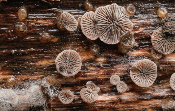 Mushrooms Growing on Wood in Forest