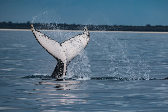 Humpback Fluke slapping