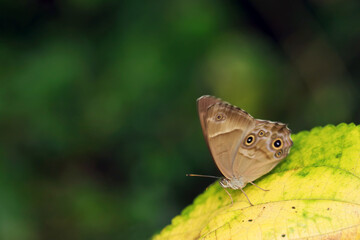 深い森の中、凜とした姿でポーズするヒカゲチョウ（マクロレンズ使用・ストロボ＋自然光・接写写真）