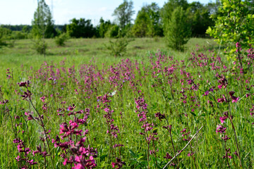 green field with pink flowers and green trees on background copy space 
