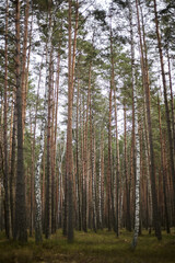 Spring in the pine forest