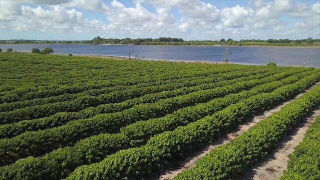 Caf&eacute; conilon plantado na beira do Rio Doce. Linhares, Esp&iacute;rito Santo, Brasil.
