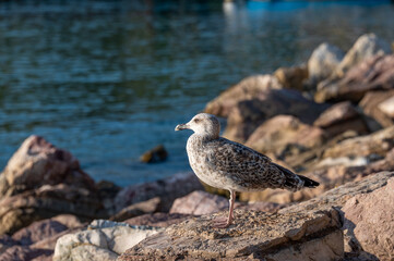 a seagull on the rocks