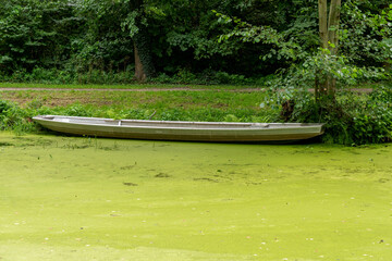boat on the river full of green flowers