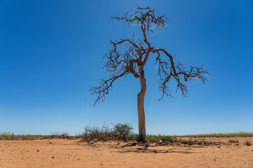 Low angled view of a solitary scraggily dead tree full of spider webs against a deep blue sky