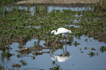 little egret (Egretta garzetta) wetland habitat in UK during summer