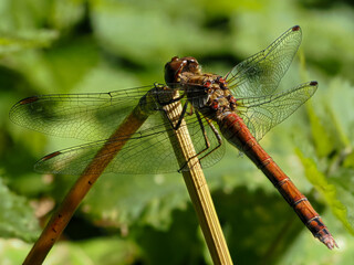 Libelle