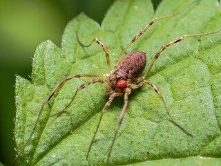 Spinne