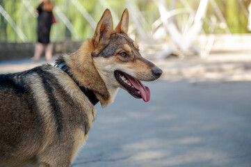 Sad dog in the park. Stray dog on a summer day. Waiting for adoption