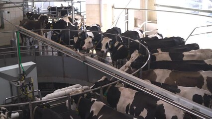 Robotic Cow Milking. Dairy farm. Progressive dairy farm. milking machine