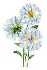 Dahlia flowers, wildflower watercolor. Beautiful bouquets of flowers on isolated white background, botanical painting