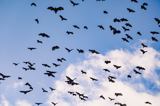 Airborne flying foxes filling a bright blue sky