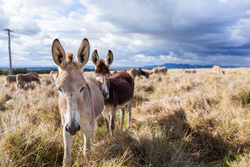 donkey herd in sunlit paddock with dark clouds behind on Australian farm