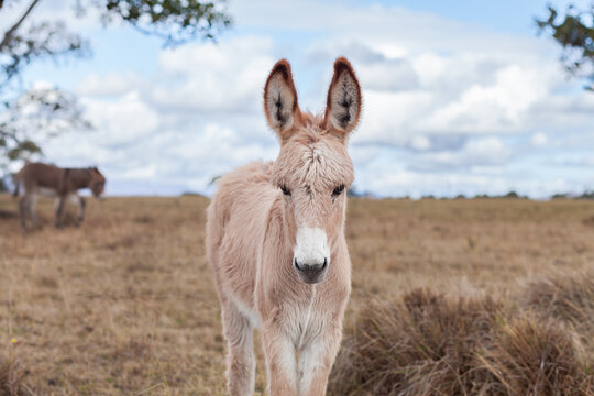 Portrait of young donkey foal looking at camera in paddock on overcast day