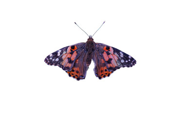 A big red butterfly on a white background
