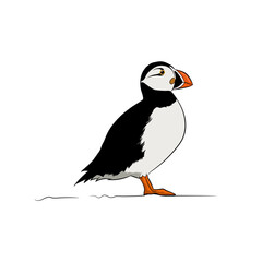 Vector illustration of Atlantic Puffin seabird.
