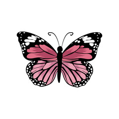 Vector illustration of colourful pink and black Butterfly.
