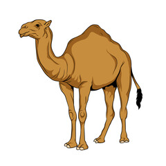 Vector illustration of desert animal Camel. 

