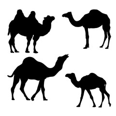 Vector illustration of silhouette Camels in different poses.
