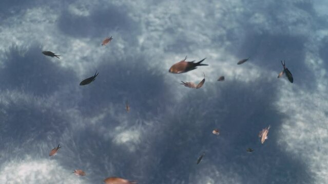 Underwater shot of fish swimming in the crystal clear water in Sardegna, Italy