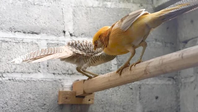 The Yellow Golden Pheasant (Chrysolophus pictus) is a color mutation of the Red Golden Pheasant, developed in the 1950s by Allesandro Ghigi, 1st appeared in US.