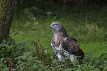 Eagle