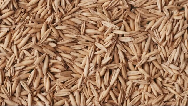 Closeup shot of many wheat grains, empty space being blowed out by the wind in the center on green background. Chroma Key.