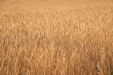 Golden Sunset Over a Bountiful Wheat Field. Rural Farming Scenery Bathed in Shining Sunlight Abundant Harvest. Stunning Wheat Field Landscape at Sunset Rural Farming Scenery under Shining Sun